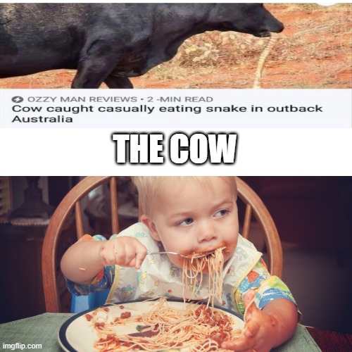 cow eat snake like spaget | THE COW | image tagged in baby eating spagetti | made w/ Imgflip meme maker