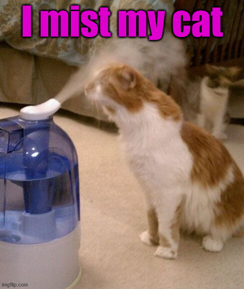 I mist my cat | image tagged in cats | made w/ Imgflip meme maker