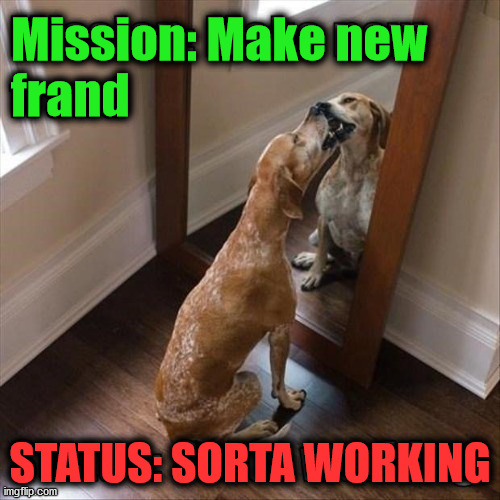 Mission: Make new
frand; STATUS: SORTA WORKING | image tagged in dogs | made w/ Imgflip meme maker