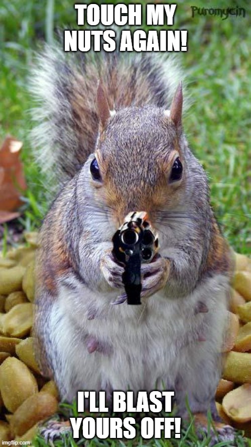 funny squirrels with guns (5) | TOUCH MY NUTS AGAIN! I'LL BLAST YOURS OFF! | image tagged in funny squirrels with guns 5 | made w/ Imgflip meme maker