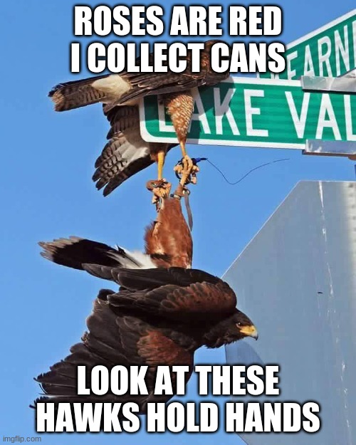 Poet- | ROSES ARE RED
I COLLECT CANS; LOOK AT THESE HAWKS HOLD HANDS | image tagged in birds,love,holding hands | made w/ Imgflip meme maker