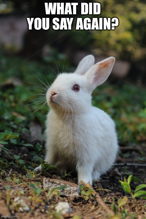 Aww | WHAT DID YOU SAY AGAIN? | image tagged in funny,bunnies,cute,animals | made w/ Imgflip meme maker