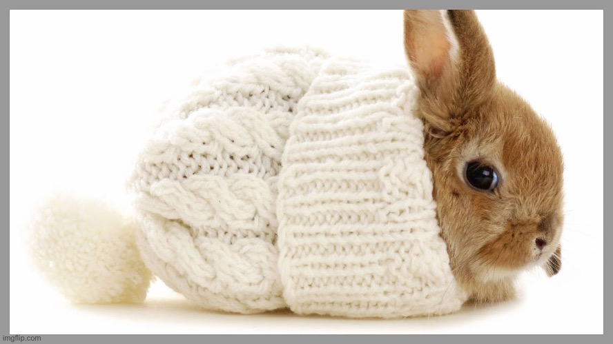 It’s so cold | image tagged in cute,animals,bunnies,memes,aww | made w/ Imgflip meme maker