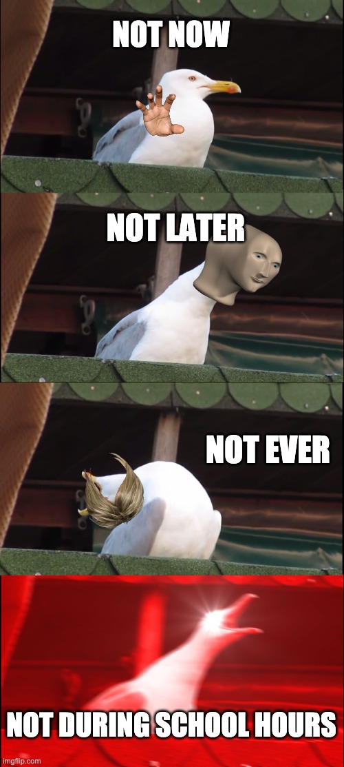 Inhaling Seagull Meme | NOT NOW; NOT LATER; NOT EVER; NOT DURING SCHOOL HOURS | image tagged in memes,inhaling seagull | made w/ Imgflip meme maker