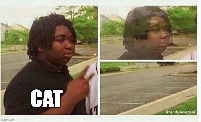 Black guy disappearing | CAT | image tagged in black guy disappearing | made w/ Imgflip meme maker