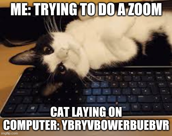 It happens. |  ME: TRYING TO DO A ZOOM; CAT LAYING ON COMPUTER: YBRYVBOWERBUEBVR | image tagged in zoom,cat on computer,angery | made w/ Imgflip meme maker
