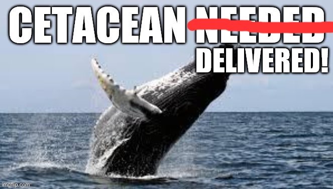 Cetacean delivered! | image tagged in cetacean delivered | made w/ Imgflip meme maker