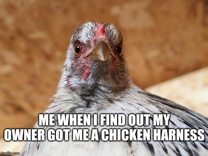 Daisy being silly | ME WHEN I FIND OUT MY OWNER GOT ME A CHICKEN HARNESS | image tagged in funny,chicken,daisy,silly,funny meme,funny chicken | made w/ Imgflip meme maker