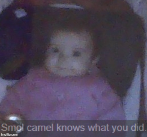 smol camel knows what you did | image tagged in smol camel knows what you did | made w/ Imgflip meme maker