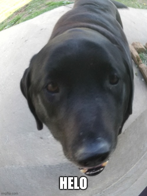 Helo | HELO | image tagged in helo | made w/ Imgflip meme maker