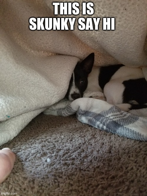 THIS IS SKUNKY SAY HI | made w/ Imgflip meme maker