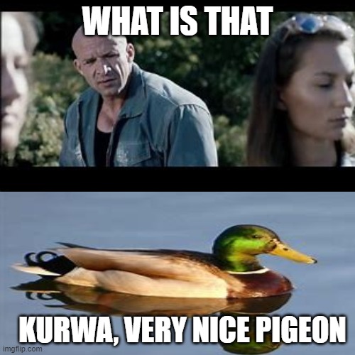 I love My country, Poland | WHAT IS THAT; KURWA, VERY NICE PIGEON | image tagged in poland,fun | made w/ Imgflip meme maker