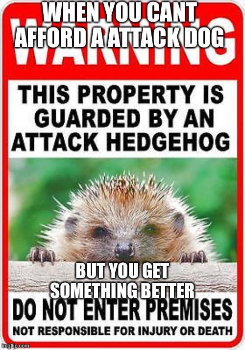 Try me neighbor | WHEN YOU CANT AFFORD A ATTACK DOG; BUT YOU GET SOMETHING BETTER | image tagged in hedgehog | made w/ Imgflip meme maker