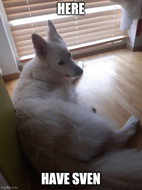 Dog | HERE; HAVE SVEN | image tagged in dog | made w/ Imgflip meme maker