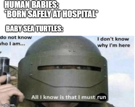 baby sea turtels | HUMAN BABIES: *BORN SAFELY AT HOSPITAL*; BABY SEA TURTLES: | image tagged in funny memes | made w/ Imgflip meme maker