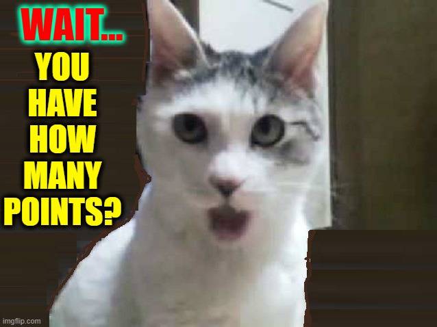 The Imgflip Cat | WAIT... YOU
HAVE
HOW
MANY
POINTS? | image tagged in vince vance,cats,memes,imgflip points,imgflippers,imgflip community | made w/ Imgflip meme maker