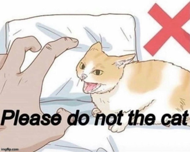 repost if not dead | image tagged in do not question the elevated one,cat,dead,repost,pets | made w/ Imgflip meme maker