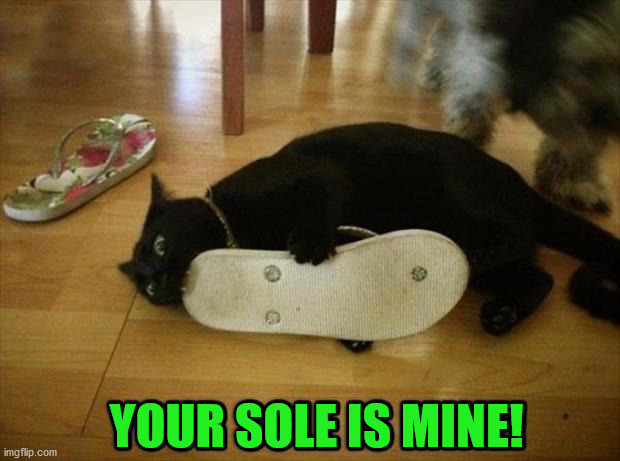 YOUR SOLE IS MINE! | image tagged in cats | made w/ Imgflip meme maker