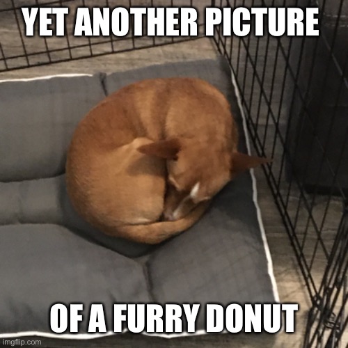 Jasper is the best donut | YET ANOTHER PICTURE; OF A FURRY DONUT | image tagged in jasper the dog | made w/ Imgflip meme maker