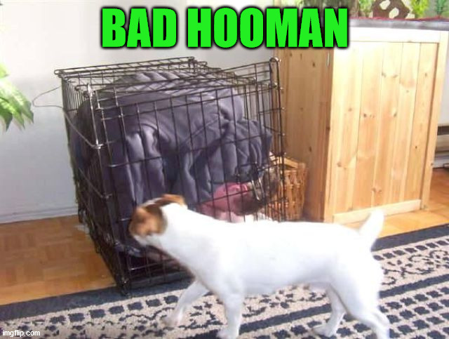 BAD HOOMAN | image tagged in dogs | made w/ Imgflip meme maker