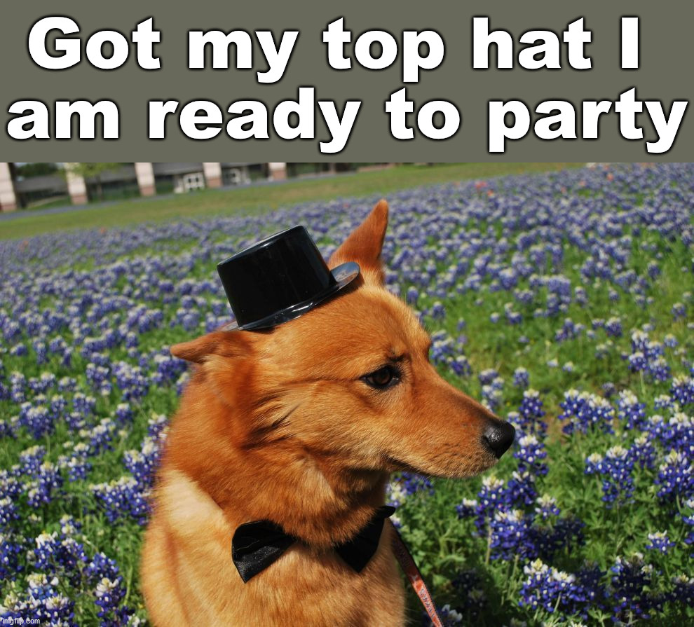 Got my top hat I 
am ready to party | image tagged in dogs | made w/ Imgflip meme maker