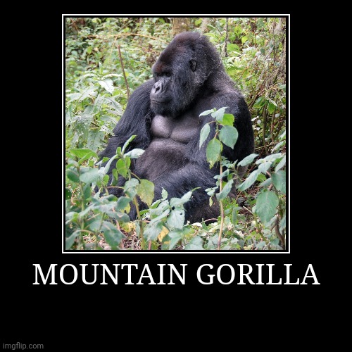 Mountain Gorilla | image tagged in demotivationals,gorilla | made w/ Imgflip demotivational maker