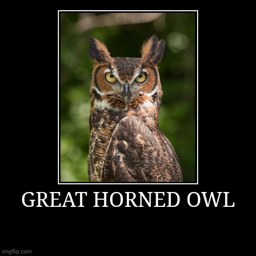 Great Horned Owl | image tagged in demotivationals,owl | made w/ Imgflip demotivational maker