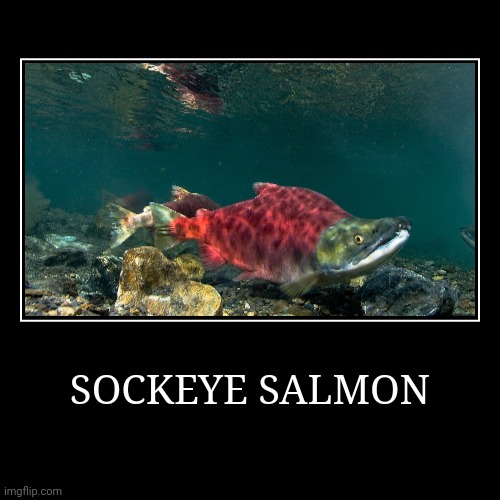 Sockeye Salmon | SOCKEYE SALMON | | image tagged in demotivationals,salmon | made w/ Imgflip demotivational maker