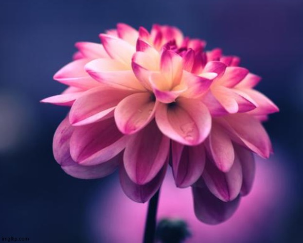 Beautiful flower | made w/ Imgflip meme maker