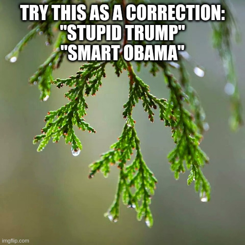 Cedar | TRY THIS AS A CORRECTION:
"STUPID TRUMP"
"SMART OBAMA" | image tagged in cedar | made w/ Imgflip meme maker