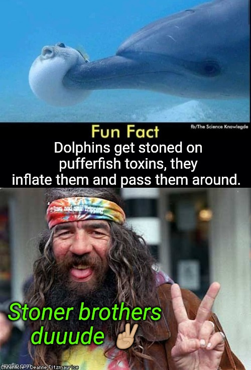 Stoner Bros | Stoner brothers duuude ✌🏼 | image tagged in stoner,dolphin,puffin,toxic | made w/ Imgflip meme maker