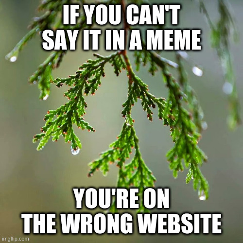 I didn't come here to write essays | IF YOU CAN'T SAY IT IN A MEME; YOU'RE ON THE WRONG WEBSITE | image tagged in cedar,meme,essay,imgflip | made w/ Imgflip meme maker