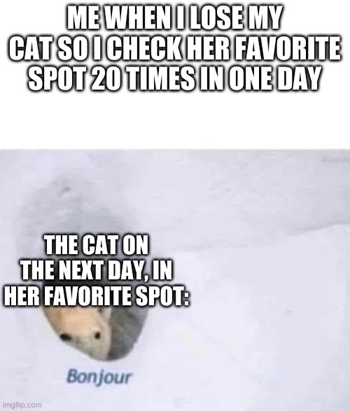 Bonjour | ME WHEN I LOSE MY CAT SO I CHECK HER FAVORITE SPOT 20 TIMES IN ONE DAY; THE CAT ON THE NEXT DAY, IN HER FAVORITE SPOT: | image tagged in bonjour | made w/ Imgflip meme maker