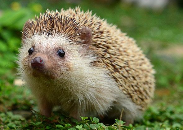 High Quality Confused Hedgehog Blank Meme Template