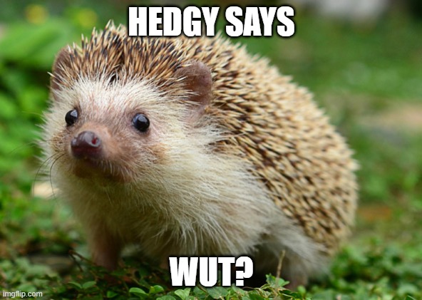 Hedgehog Wut | HEDGY SAYS; WUT? | image tagged in confused hedgehog | made w/ Imgflip meme maker