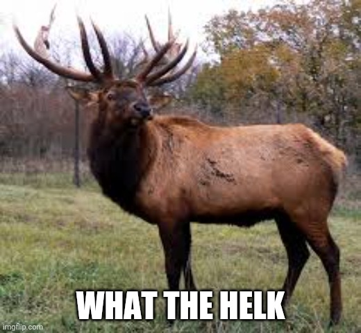 What the helk | WHAT THE HELK | image tagged in what the helk | made w/ Imgflip meme maker