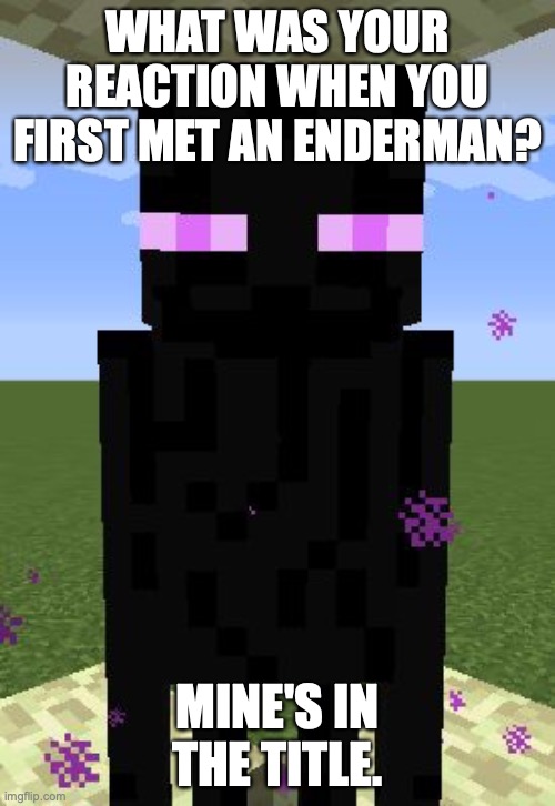 I screamed. I was on a FaceTime call with a friend and he's like: "oh we're just having a peaceful conversation." and then he hi | WHAT WAS YOUR REACTION WHEN YOU FIRST MET AN ENDERMAN? MINE'S IN THE TITLE. | image tagged in enderman | made w/ Imgflip meme maker