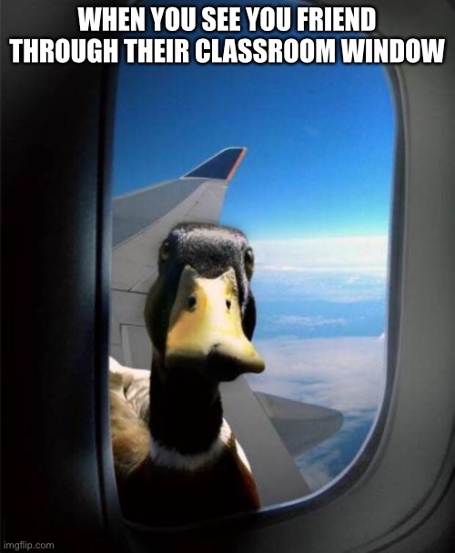 Duck on plane wing | WHEN YOU SEE YOU FRIEND THROUGH THEIR CLASSROOM WINDOW | image tagged in duck on plane wing | made w/ Imgflip meme maker