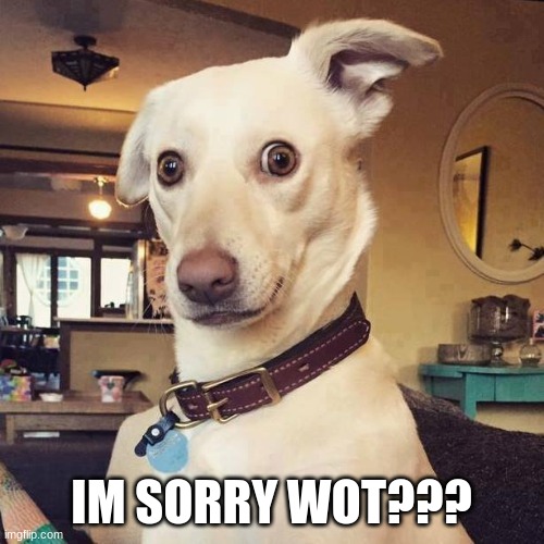 What did you say! | IM SORRY WOT??? | image tagged in what did you say | made w/ Imgflip meme maker