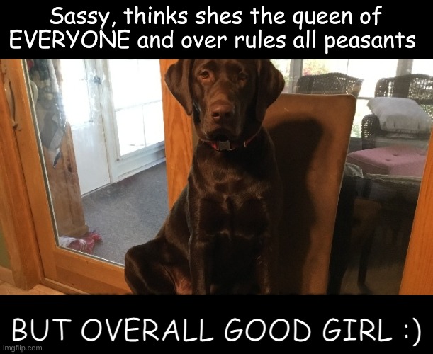 Luna | Sassy, thinks shes the queen of EVERYONE and over rules all peasants; BUT OVERALL GOOD GIRL :) | image tagged in dog | made w/ Imgflip meme maker