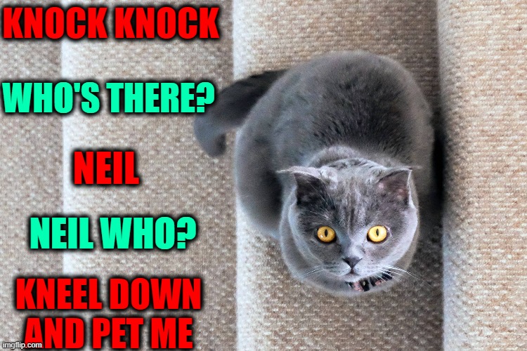 Knock Knock | KNOCK KNOCK; WHO'S THERE? NEIL; NEIL WHO? KNEEL DOWN
AND PET ME | image tagged in vince vance,cats,memes,kneel,stairs,knock knock | made w/ Imgflip meme maker