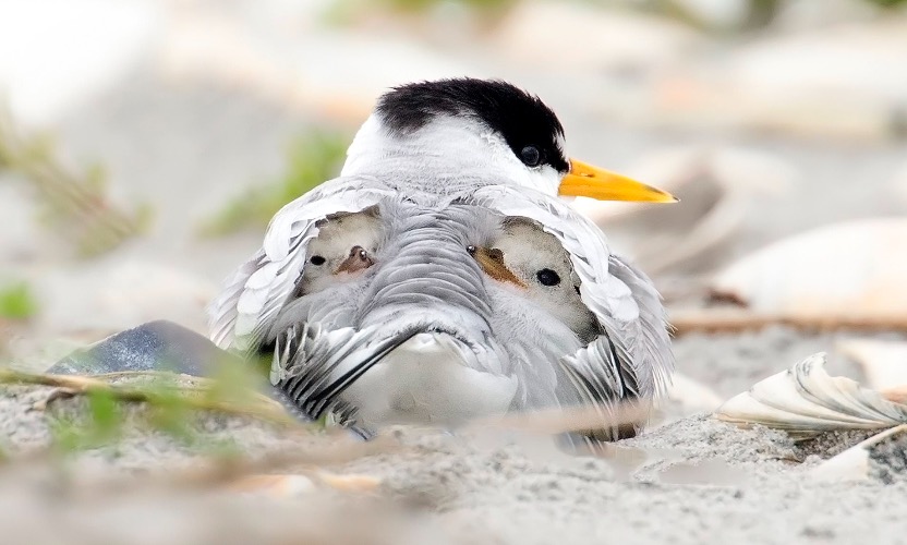 Under Her Wings | image tagged in awesome,pics,photography | made w/ Imgflip meme maker