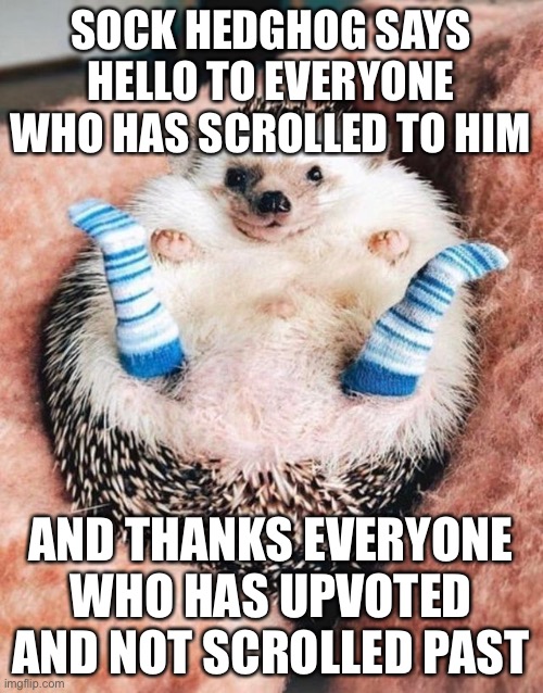 Hedghog hopes you dont scroll past | SOCK HEDGHOG SAYS HELLO TO EVERYONE WHO HAS SCROLLED TO HIM; AND THANKS EVERYONE WHO HAS UPVOTED AND NOT SCROLLED PAST | image tagged in cute,lol | made w/ Imgflip meme maker