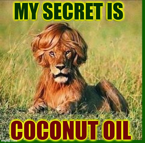 The Mane of a Lion is a Source of his Pride | MY SECRET IS COCONUT OIL | image tagged in vince vance,lions,wigs,secret,coconut oil,memes | made w/ Imgflip meme maker