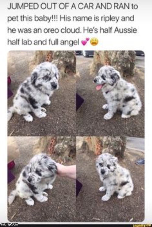 Worst part of driving is I cant stop to say hi to all the dogs... | image tagged in all from pinterest,i hope y'all enjoy,im trying to breathe life,back into this stream,so y'all know im alive | made w/ Imgflip meme maker
