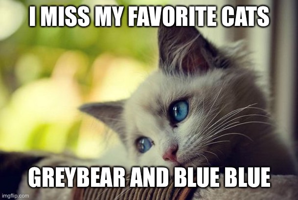 First World Problems Cat Meme | I MISS MY FAVORITE CATS; GREYBEAR AND BLUE BLUE | image tagged in memes,first world problems cat | made w/ Imgflip meme maker