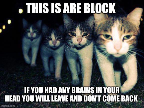 Wrong Neighboorhood Cats Meme | THIS IS ARE BLOCK; IF YOU HAD ANY BRAINS IN YOUR HEAD YOU WILL LEAVE AND DON’T COME BACK | image tagged in memes,wrong neighboorhood cats | made w/ Imgflip meme maker
