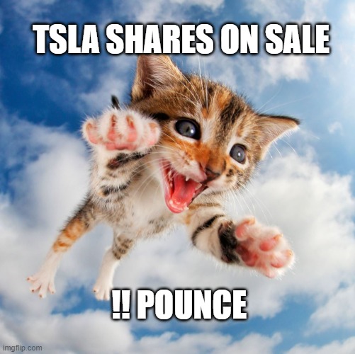 Tesla Pounce | TSLA SHARES ON SALE; !! POUNCE | image tagged in tesla,elon musk,cat,kitten,cute,animals | made w/ Imgflip meme maker