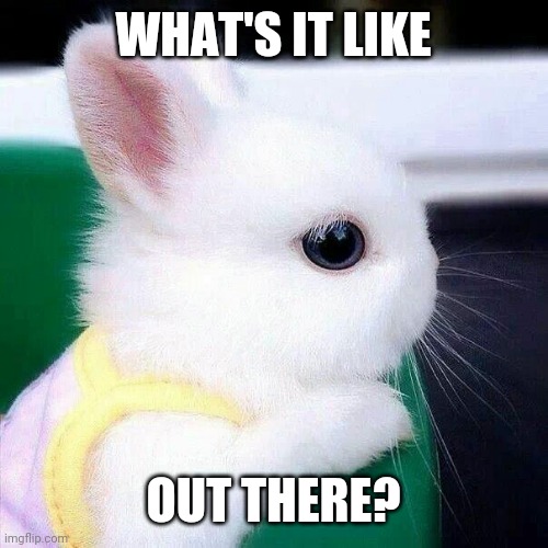 Aww | WHAT'S IT LIKE; OUT THERE? | image tagged in funny,memes,cute,bunnies,aww | made w/ Imgflip meme maker