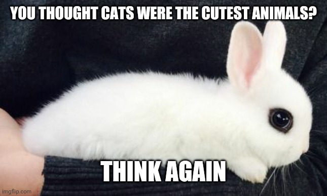 Aww | YOU THOUGHT CATS WERE THE CUTEST ANIMALS? THINK AGAIN | image tagged in funny,aww,bunnies,cats,animals,cute | made w/ Imgflip meme maker